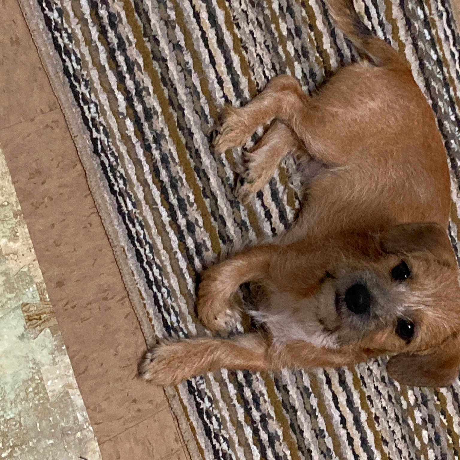 Figg Monchy Newton Bustillos