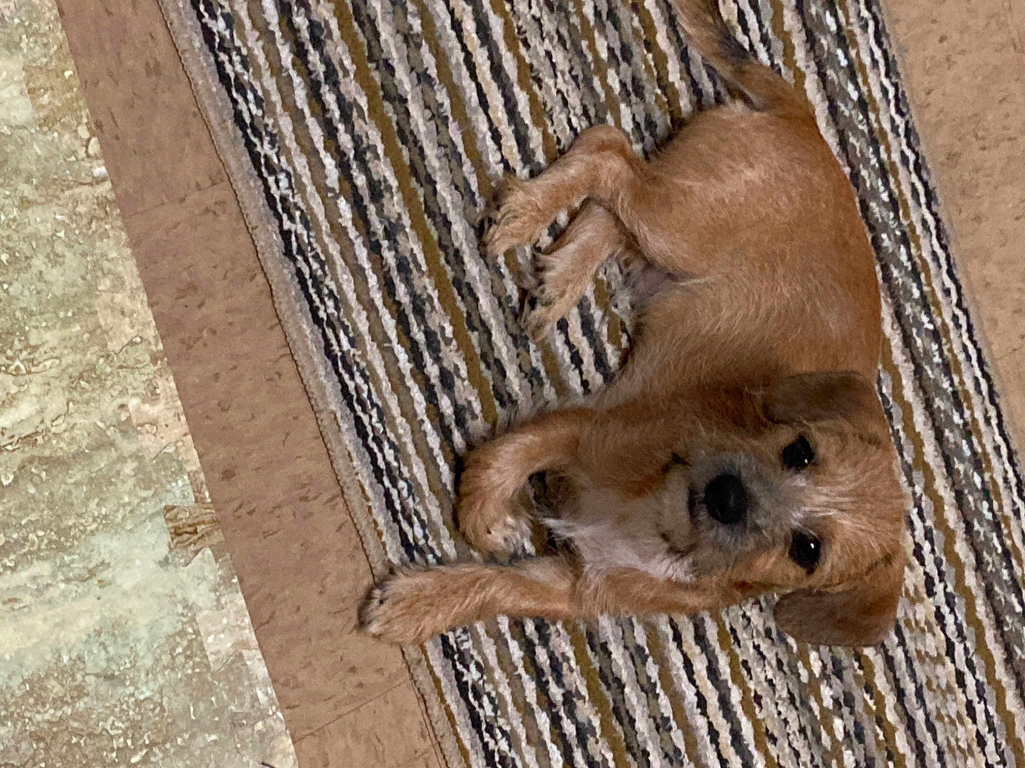 Figg Monchy Newton Bustillos