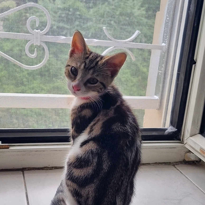 Kiti participe au concours pour gagner de l'argent avec cette photo : abyssinian, animal, cat, curtain, egyptiancat, kitten, manx, pet, picturewindow, window, windowsill