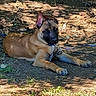 dog, outdoor, animal, lying_down, tan, black_face, ear, dirt, grass, sunlight, shadow, collar, pet, canine, nature, relaxed, daylight, ground, ears_up, resting
