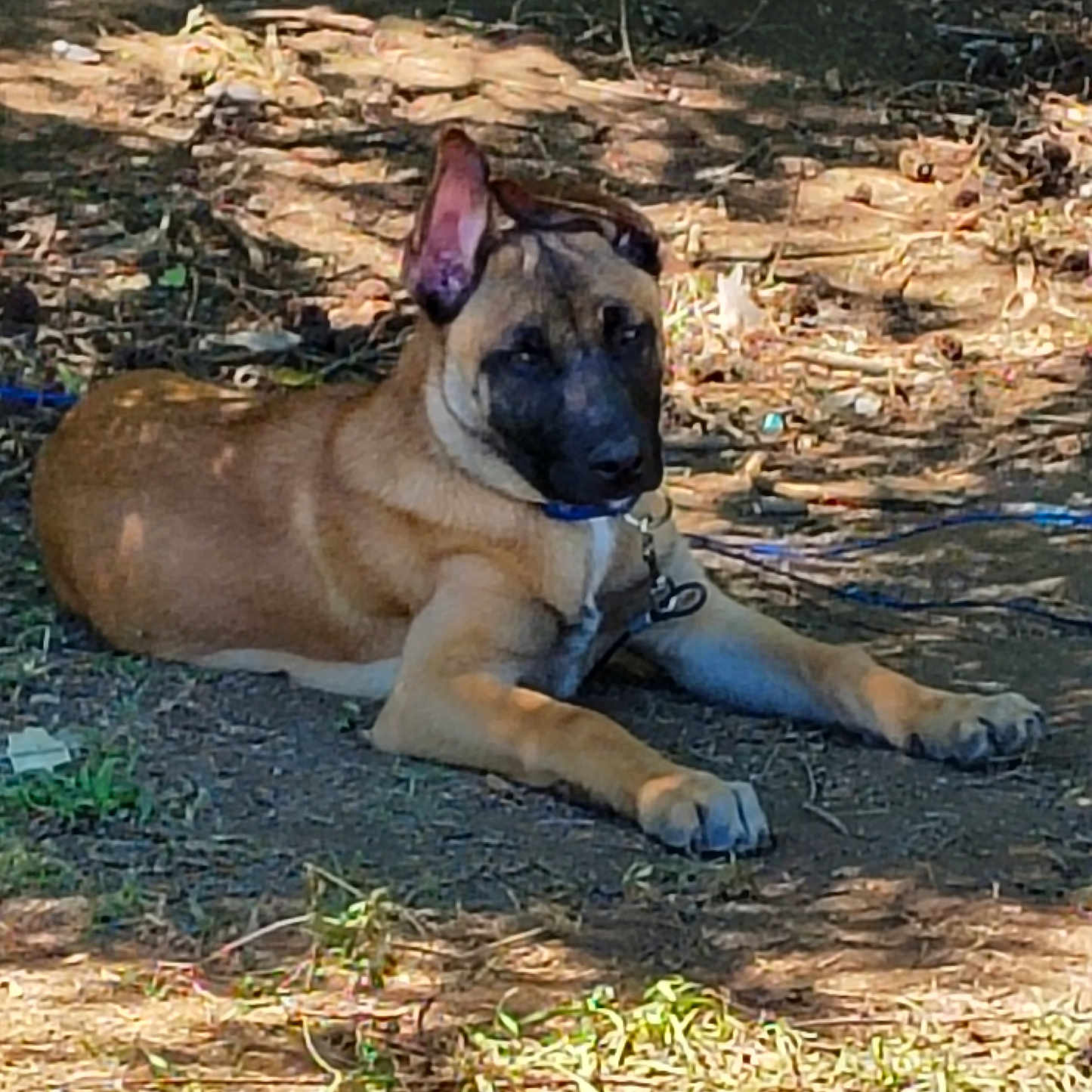 Champion joined the competition — help win amazing prizes! dog, outdoor, animal, lying_down, tan, black_face, ear, dirt, grass, sunlight, shadow, collar, pet, canine, nature, relaxed, daylight, ground, ears_up, resting