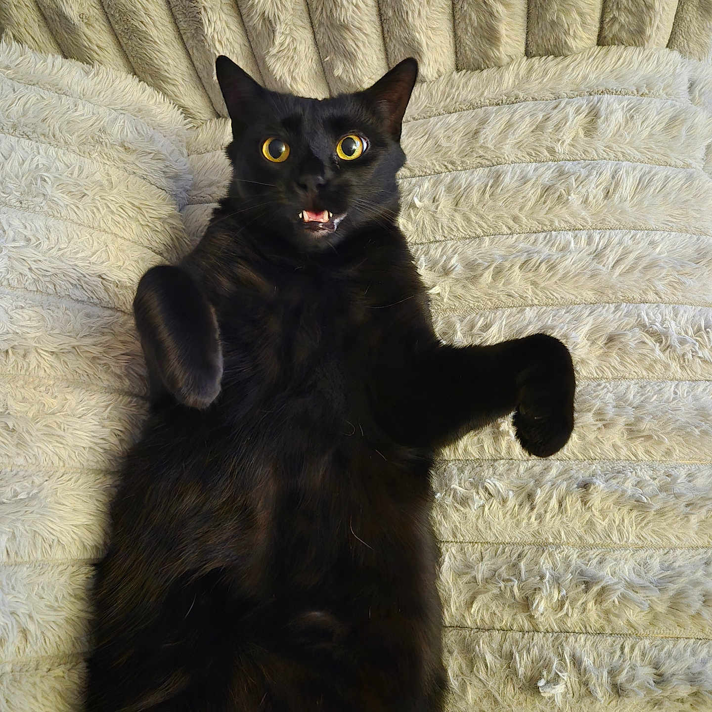 Leela is registered to the contest to win money with this photo: abyssinian, animal, armchair, blackcat, cat, chair, couch, cushion, furniture, homedecor, kitten, manx, pet