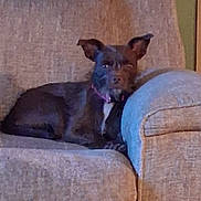 Betsy joined the competition — help win amazing prizes! animal, brown, canine, carpet, collar, comfort, couch, dog, domestic_animal, ears, furniture, home, indoor, laying, living_room, pet, quiet, relaxed, resting, seated