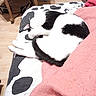 Félix a rejoint le concours — aidez-le/la à gagner de superbes lots ! canidae, carnivore, dog, dog_breed, fur, linens, non_sporting_group, sporting_group, tail