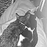Félix a rejoint le concours — aidez-le/la à gagner de superbes lots ! black_and_white, canidae, carnivore, dog_breed, ear, nap, sleep, tail, whiskers