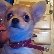 Pika participe au concours pour gagner de l'argent avec cette photo : dog, chihuahua, puppy, pet, animal, canine, large_ears, red_collar, collar, brown_fur, portrait, close_up, indoors, person, face, eyes, nose, cuteness, phone_screenshot, social_media_interface
