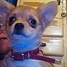 dog, chihuahua, puppy, pet, animal, canine, large_ears, red_collar, collar, brown_fur, portrait, close_up, indoors, person, face, eyes, nose, cuteness, phone_screenshot, social_media_interface