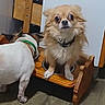 dog, dogs, fluffy_dog, small_dog, long_hair, brown_and_white, pet, animal, sitting, standing, collar, indoor, home, wooden_chair, furniture, floor, portrait, camera_facing, funny_expression, companion_animals