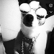 Milo participe au concours pour gagner de l'argent avec cette photo : dog, puppy, sunglasses, chain, collar, black_and_white, portrait, sitting, indoors, pet, animal, fashion, accessory, funny, stylish, close_up, phone_screenshot, social_media, filter, face