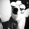 dog, puppy, sunglasses, chain, collar, black_and_white, portrait, sitting, indoors, pet, animal, fashion, accessory, funny, stylish, close_up, phone_screenshot, social_media, filter, face
