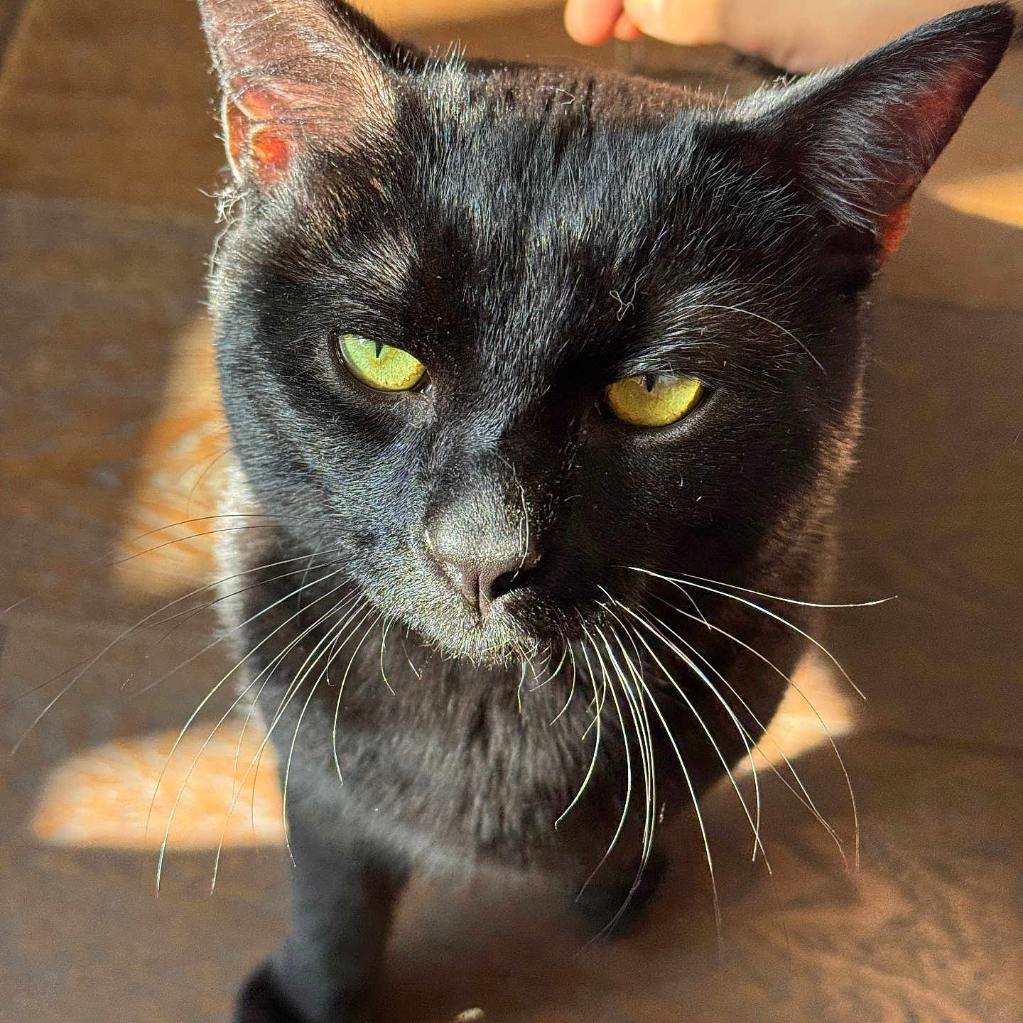 Bluey joined the competition — help win amazing prizes! abyssinian, animal, blackcat, bodypart, cat, finger, hand, hardwood, kitten, manx, person, pet, plywood, wood