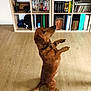 attentive, books, bookshelf, brown_dog, canine, collar, dog, domestic_animal, ears, flooring, folders, furniture, home, indoor, organized, pet, room, sitting, tail, wooden_floor