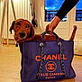 accessory, ball, chanel_logo, cozy, curious_expression, dog, domestic, evening, flooring, furniture, hand, handbag, indoor, leash, pet, purple_bag, radiator, tail, window, wooden_floor