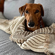 Ferdinand participe au concours pour gagner de l'argent avec cette photo : animal, blanket, brown_dog, canine, comfort, couch, cozy, dog, ears, fur, grey_couch, home, indoor, living_room, looking_at_camera, nose, pet, relaxed, snug, striped_blanket