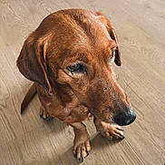 Ferdinand is registered to the contest to win money with this photo: animal, brown_dog, calm, canine, close_up, companion, cute, dog, domestic_animal, ears, fur, indoor, looking, nails, pet, side_view, sitting, snout, whiskers, wooden_floor
