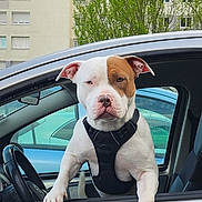 Thaygo participe au concours pour gagner de l'argent avec cette photo : dog, car, window, urban, daylight, pet, animal, white, brown_patch, leash, harness, building, tree, sideview, outdoor, paw, face, ears, looking, curious
