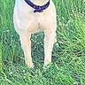 Thaygo a rejoint le concours — aidez-le/la à gagner de superbes lots ! dog, white_dog, brown_patch, collar, grass, field, outdoor, nature, pet, animal, standing, greenery, flowers, alert, looking_away, canine, social_media, screenshot, story, portrait