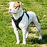Thaygo a rejoint le concours — aidez-le/la à gagner de superbes lots ! dog, animal, outdoor, grass, pet, canine, white, brown, harness, standing, alert, nature, mammal, daylight, field, watchful, fur, ears, snout, four_legs