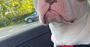 Thaygo participe au concours pour gagner de l'argent avec cette photo : dog, pet, car_interior, window, harness, white_dog, brown_spot, seat, door_handle, outdoor, tree, vehicle, animal, canine, looking_away, side_view, daytime, nature, parked_car, closeup