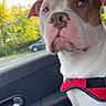 dog, pet, car_interior, window, harness, white_dog, brown_spot, seat, door_handle, outdoor, tree, vehicle, animal, canine, looking_away, side_view, daytime, nature, parked_car, closeup