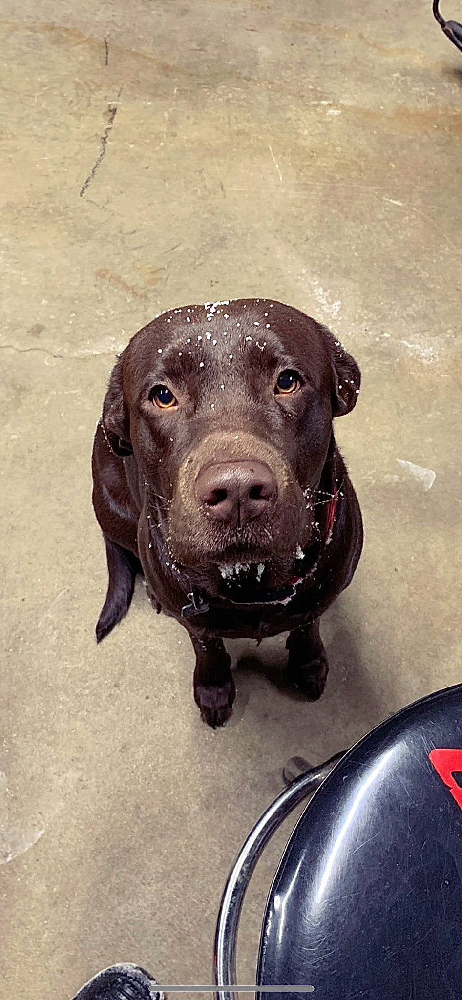 Dallas is registered to the contest to win money with this photo: borador, carnivore, collar, companion_dog, dog, dog_breed, dog_collar, guard_dog, gun_dog, hunting_dog, liver, metal, pointing_breed, retriever, snout, sporting_group, terrestrial_animal, whiskers, windshield, working_animal