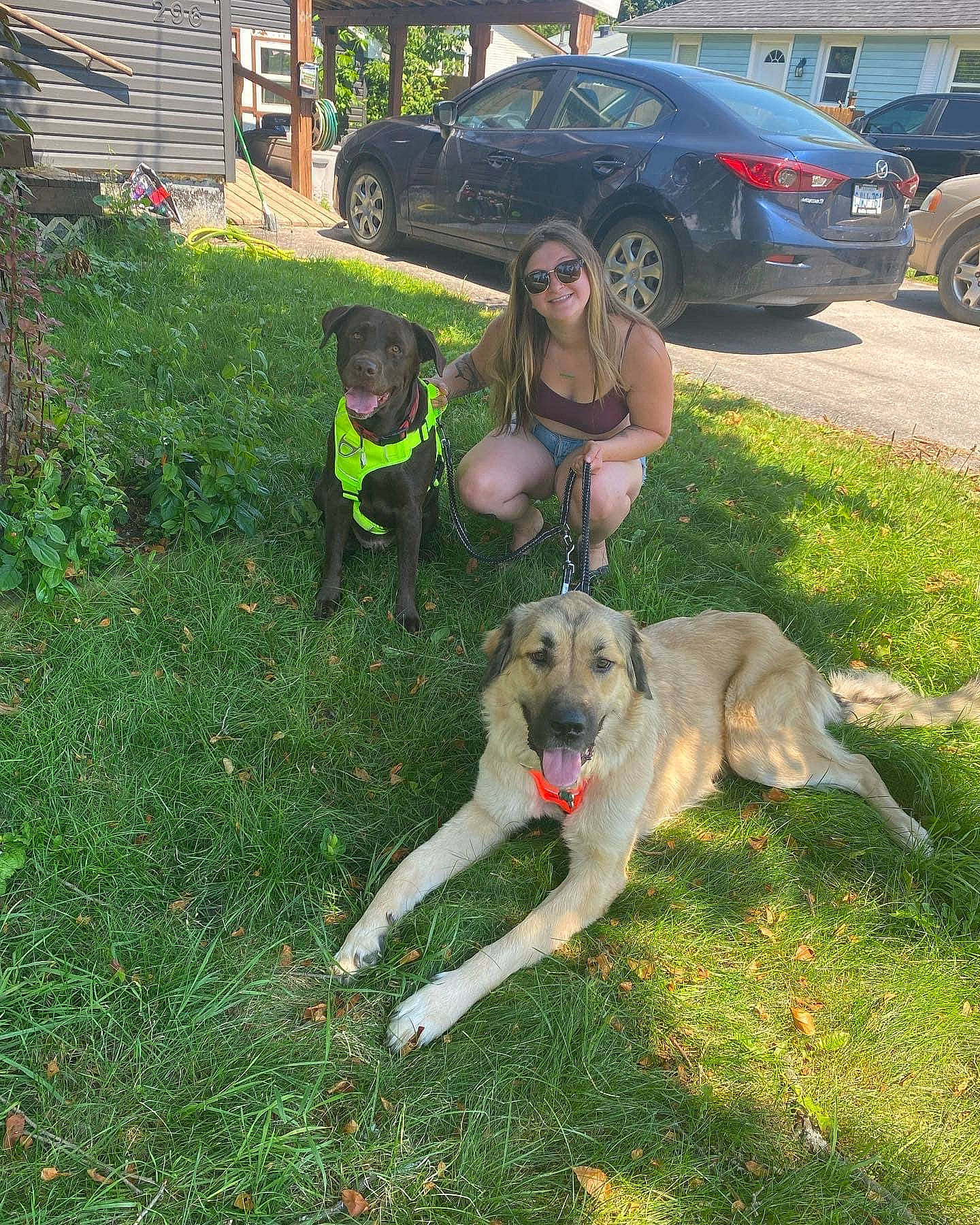 Ryliee is registered to the contest to win money with this photo: car, carnivore, companion_dog, dog, dog_breed, fawn, garden_hose, grass, lawn, mammal, personal_luxury_car, plant, sporting_group, tire, vehicle, vehicle_door, vehicle_registration_plate, vertebrate, wheel, window