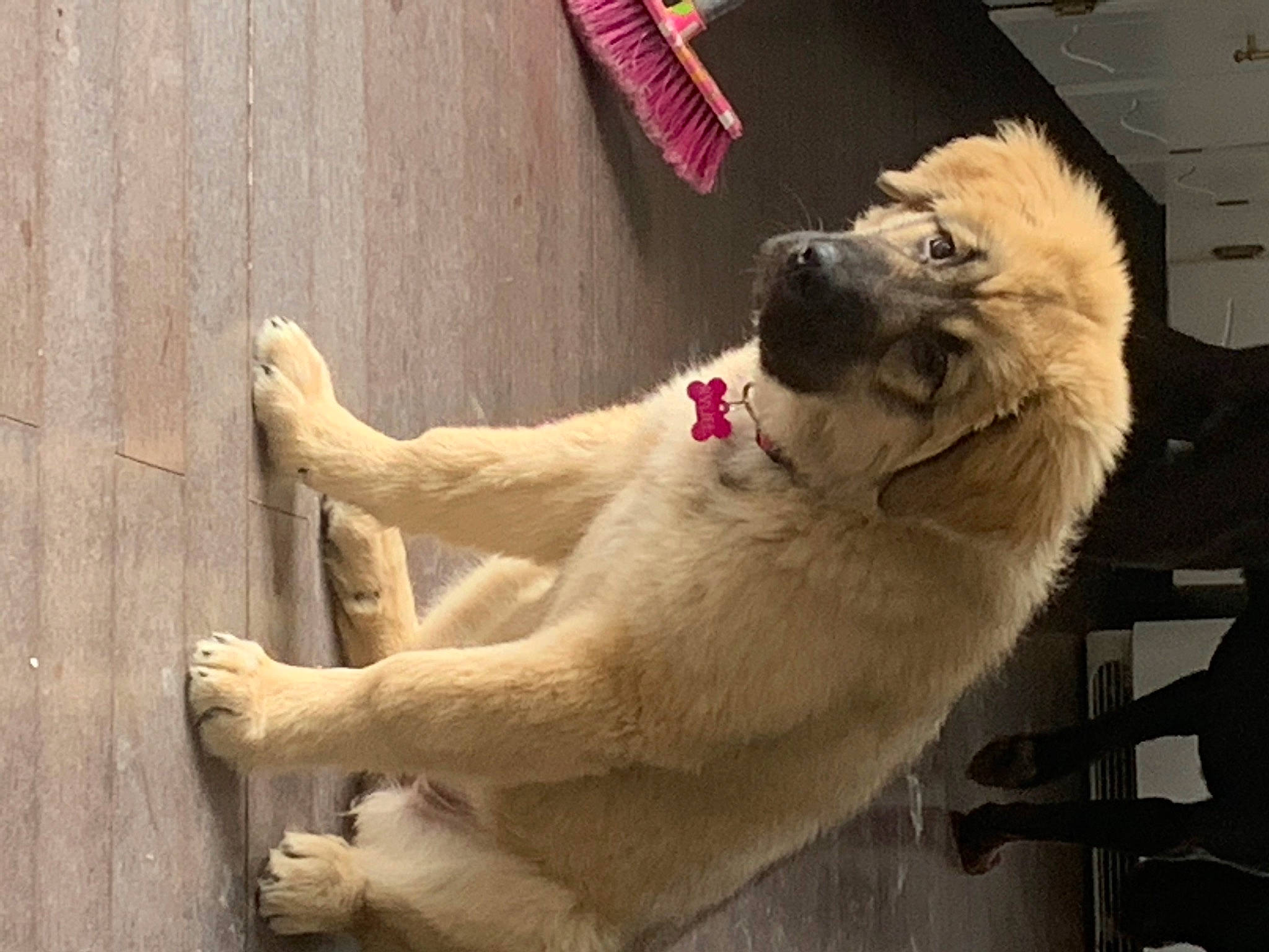 Ryliee is registered to the contest to win money with this photo: ancient_dog_breeds, canidae, carnivore, collar, companion_dog, dog, dog_breed, dog_collar, drawer, fawn, fur, giant_dog_breed, non_sporting_group, paw, pet_supply, snout, sporting_group, tail, wood, working_animal