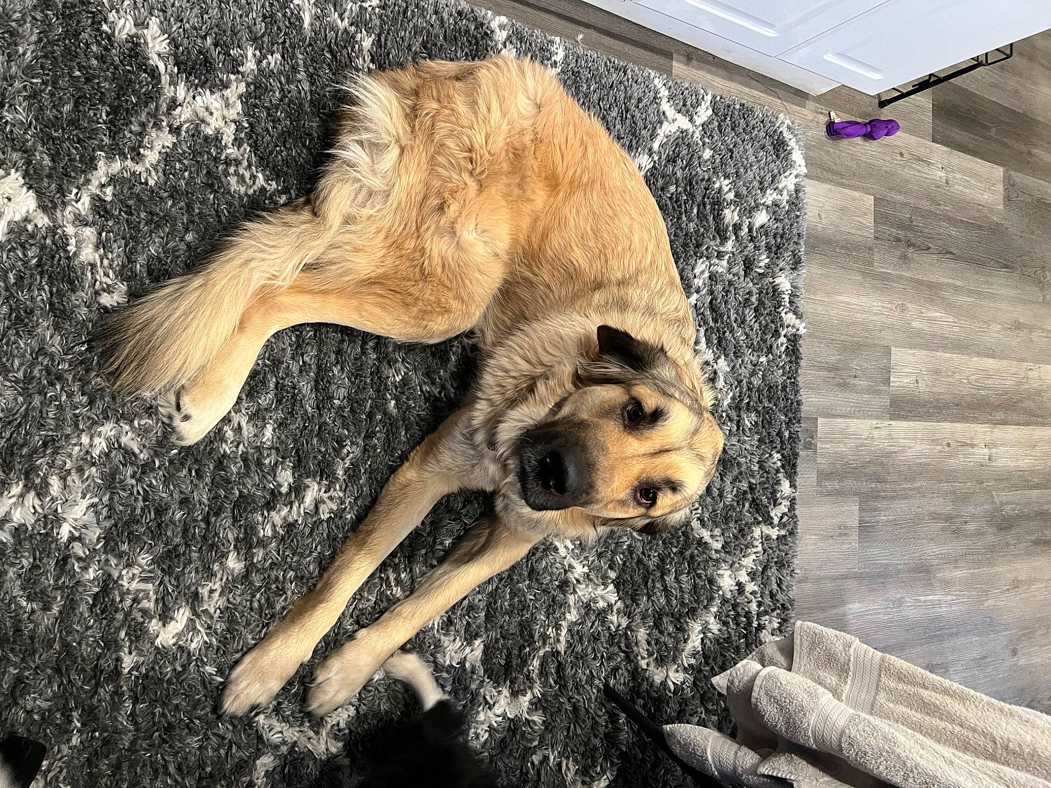 Ryliee is registered to the contest to win money with this photo: art, canidae, carnivore, claw, companion_dog, dog, dog_breed, fawn, foot, fur, human_leg, leg, paw, snout, sporting_group, tail, terrestrial_animal, trunk, wildlife, wood