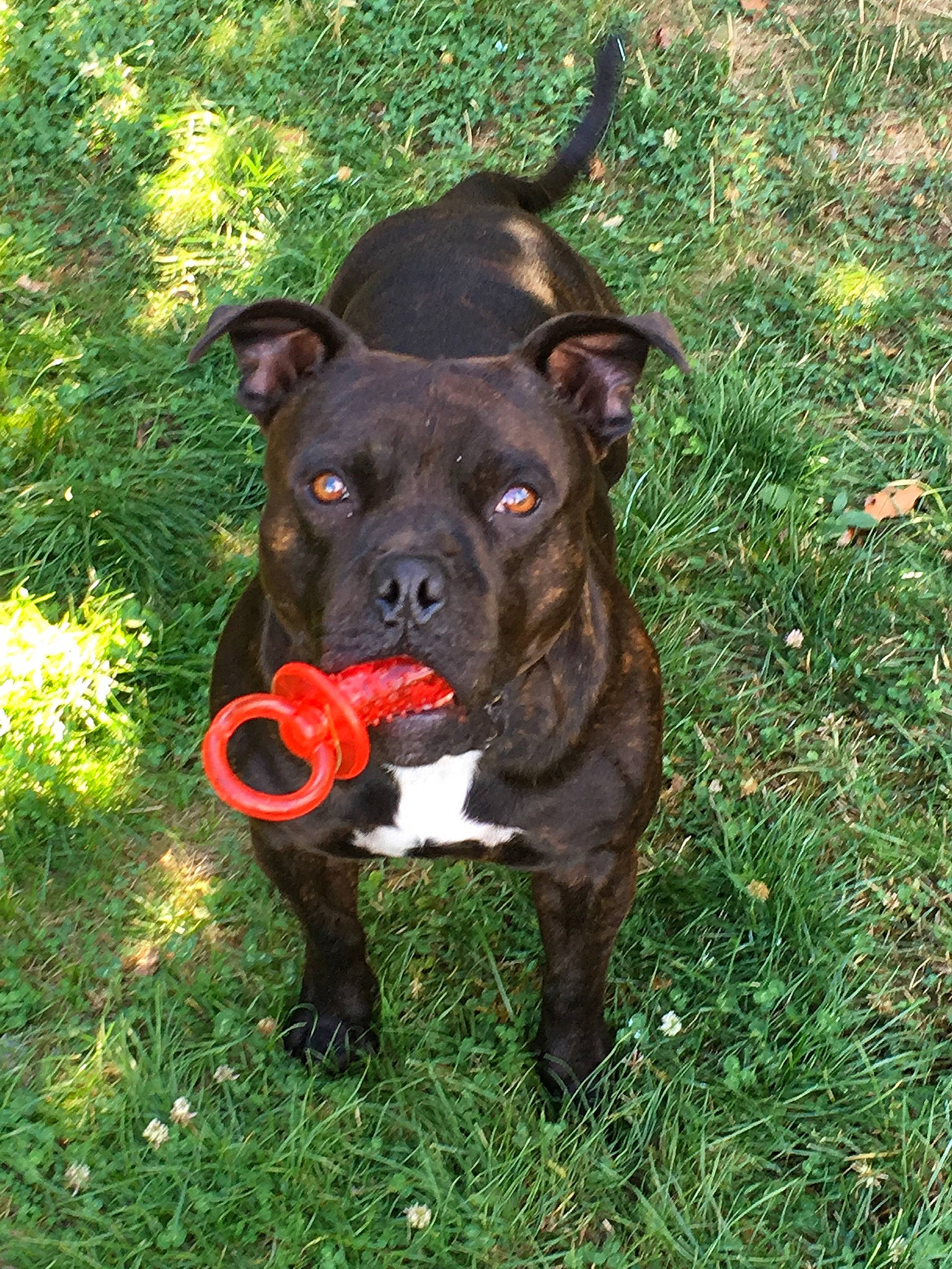 Max a rejoint le concours — aidez-le/la à gagner de superbes lots ! american_pit_bull_terrier, american_staffordshire_terrier, canidae, carnivore, companion_dog, dog, dog_breed, dog_collar, fawn, grass, mammal, molosser, non_sporting_group, pit_bull, plant, rare_breed_dog, snout, sporting_group, staffordshire_bull_terrier, vertebrate