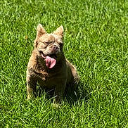 Gizmo joined the competition — help win amazing prizes! animal, canine, cute, daylight, dog, fur, grass, green, happy, mammal, nature, outdoor, pet, playful, relaxed, sitting, summer, sunlight, tongue, tongue_out