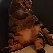 Tigrou participe au concours pour gagner de l'argent avec cette photo : cat, tabby_cat, sitting, couch, indoor, relaxed, feline, pet, animal, furry, cozy, blanket, fur, whiskers, ears, paws, home, comfort, resting, domestic