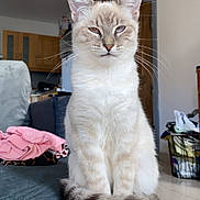 Sushi Et Mimine participe au concours pour gagner de l'argent avec cette photo : basket, blanket, cat, clothing, domestic, door, ears, feline, floor, fur, furniture, household, indoor, living_room, pet, quilted_surface, sitting, tail, whiskers, wooden_cabinet