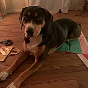 Dixie is registered to the contest to win money with this photo: animal, black, brown, calm, companion, crafting_materials, curtain, dog, domestic, floor, indoor, laying_down, looking_at_camera, pet, quiet, relaxed, scissors, tan, white, wooden_floor