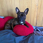 Tyson joined the competition — help win amazing prizes! dog, french_bulldog, brindle, pet, indoor, bed, pillow, red_pillow, wooden_wall, cozy, resting, animal, ears, cute, companion, house, domestic, fur, looking, relaxed