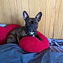 dog, french_bulldog, brindle, pet, indoor, bed, pillow, red_pillow, wooden_wall, cozy, resting, animal, ears, cute, companion, house, domestic, fur, looking, relaxed
