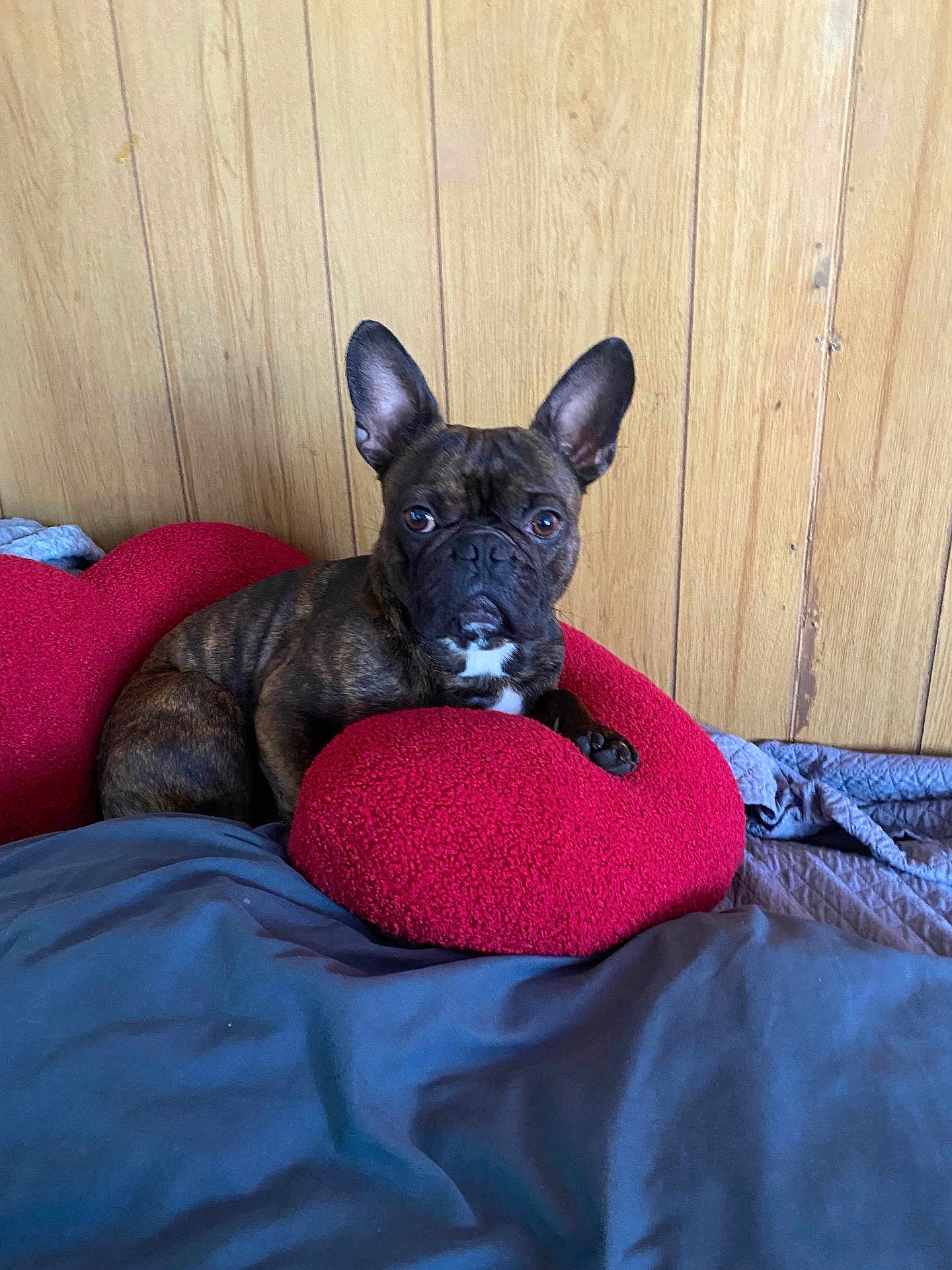 Tyson joined the competition — help win amazing prizes! dog, french_bulldog, brindle, pet, indoor, bed, pillow, red_pillow, wooden_wall, cozy, resting, animal, ears, cute, companion, house, domestic, fur, looking, relaxed
