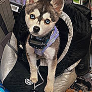 Willow Hunter is registered to the contest to win money with this photo: puppy, dog, husky, blue_eyes, backpack, shopping_cart, pet, animal, cute, fur, indoor, store, bottle, container, curious, young, pet_accessory, collar, leash, canine