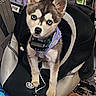 puppy, dog, husky, blue_eyes, backpack, shopping_cart, pet, animal, cute, fur, indoor, store, bottle, container, curious, young, pet_accessory, collar, leash, canine