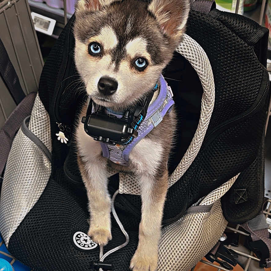 Willow Hunter is registered to the contest to win money with this photo: puppy, dog, husky, blue_eyes, backpack, shopping_cart, pet, animal, cute, fur, indoor, store, bottle, container, curious, young, pet_accessory, collar, leash, canine