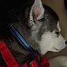 Willow Hunter is registered to the contest to win money with this photo: animal, canine, close_up, collar, companion, cute, dog, domestic_animal, ear, fur, harness, indoors, pet, puppy, quiet, resting, side_view, sleeping, snout, young