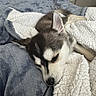 Willow Hunter is registered to the contest to win money with this photo: animal, bed, blanket, comfort, cozy, cute, dog, ears, fur, gray, husky, indoors, pet, puppy, resting, sleeping, snout, soft, warm, white
