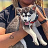 animal, black_shirt, closeup, cute, daylight, dog, dreadlocks, fun, happy, holding, husky, outdoor, person, pet, portrait, puppy, smile, tattoo, tongue_out, watch