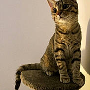Rio participe au concours pour gagner de l'argent avec cette photo : cat, tabby, pet, animal, feline, cat_tree, curious, indoor, perched, ears, whiskers, tail, paws, striped, domestic_cat, mammal, cute, young_cat, looking, soft_lighting