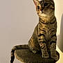 cat, tabby, pet, animal, feline, cat_tree, curious, indoor, perched, ears, whiskers, tail, paws, striped, domestic_cat, mammal, cute, young_cat, looking, soft_lighting