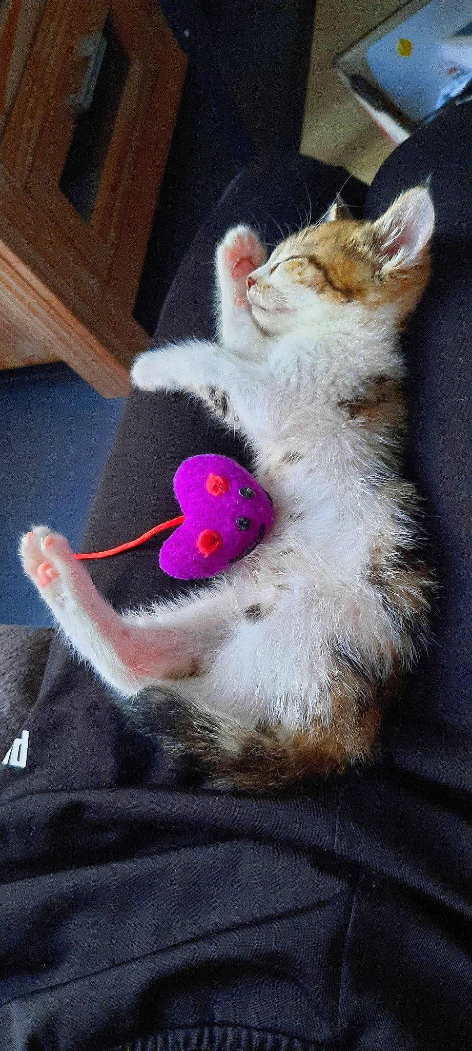 Zig a rejoint le concours — aidez-le/la à gagner de superbes lots ! carnivore, cat, cat_toy, comfort, domestic_short_haired_cat, ear, fawn, felidae, foot, fur, nail, paw, plush, remote_control, small_to_medium_sized_cats, snout, stuffed_toy, tail, toy, whiskers