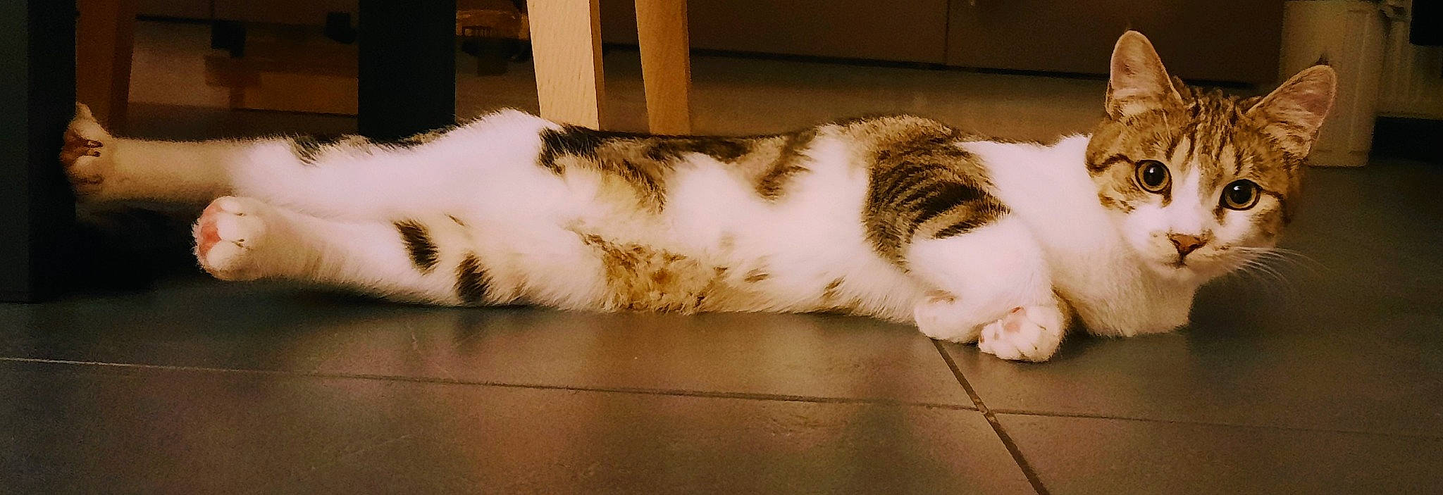 Zig participe au concours pour gagner de l'argent avec cette photo : carnivore, cat, comfort, domestic_short_haired_cat, felidae, flooring, fur, hardwood, nap, paw, sleep, small_to_medium_sized_cats, snout, tail, terrestrial_animal, whiskers, wood