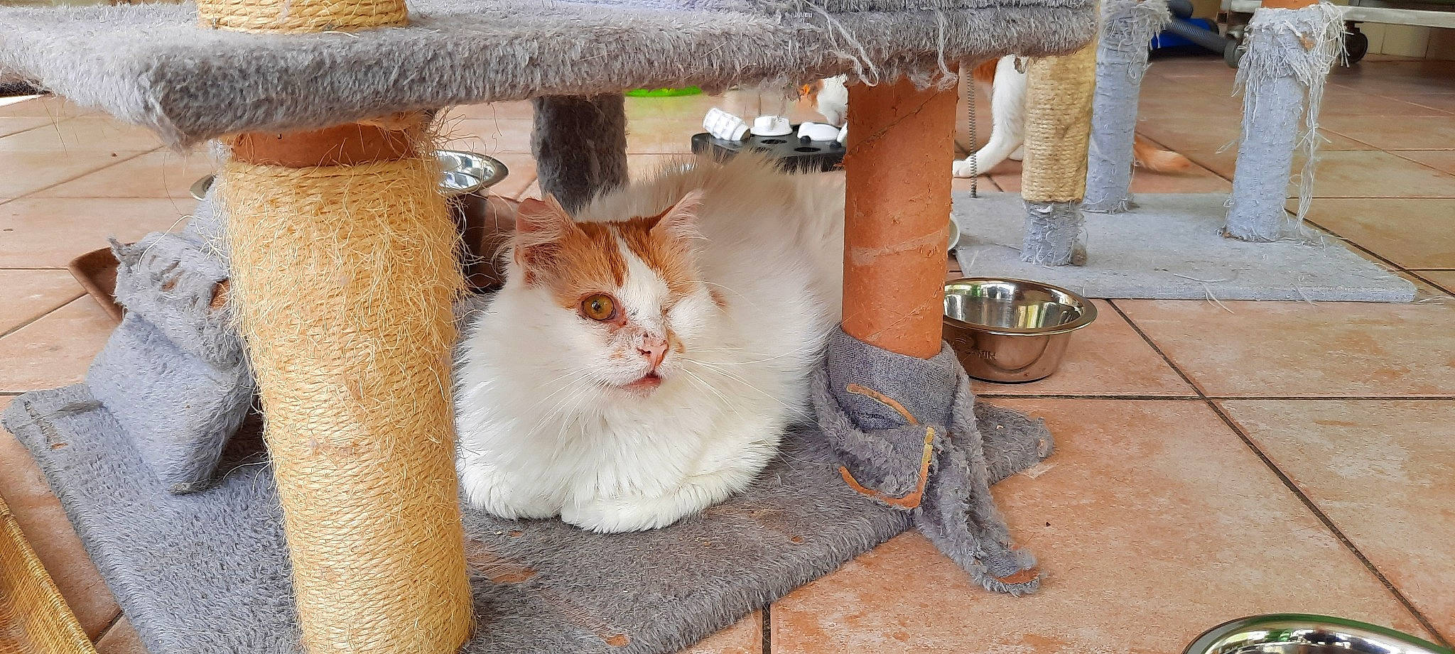 Sparrow a rejoint le concours — aidez-le/la à gagner de superbes lots ! box, carnivore, cat, cat_supply, chair, domestic_short_haired_cat, eye, fawn, felidae, flooring, flowerpot, fur, house, sitting, small_to_medium_sized_cats, table, tail, whiskers, window, wood