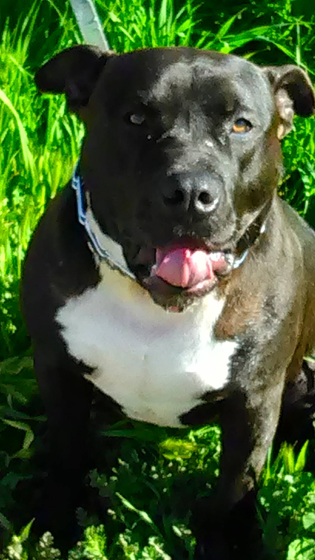 Bear is registered to the contest to win money with this photo: borador, canidae, carnivore, collar, companion_dog, dog, dog_breed, dog_collar, fang, fawn, fur, grass, pet_supply, plant, snout, sporting_group, terrestrial_animal, whiskers, working_animal, working_dog