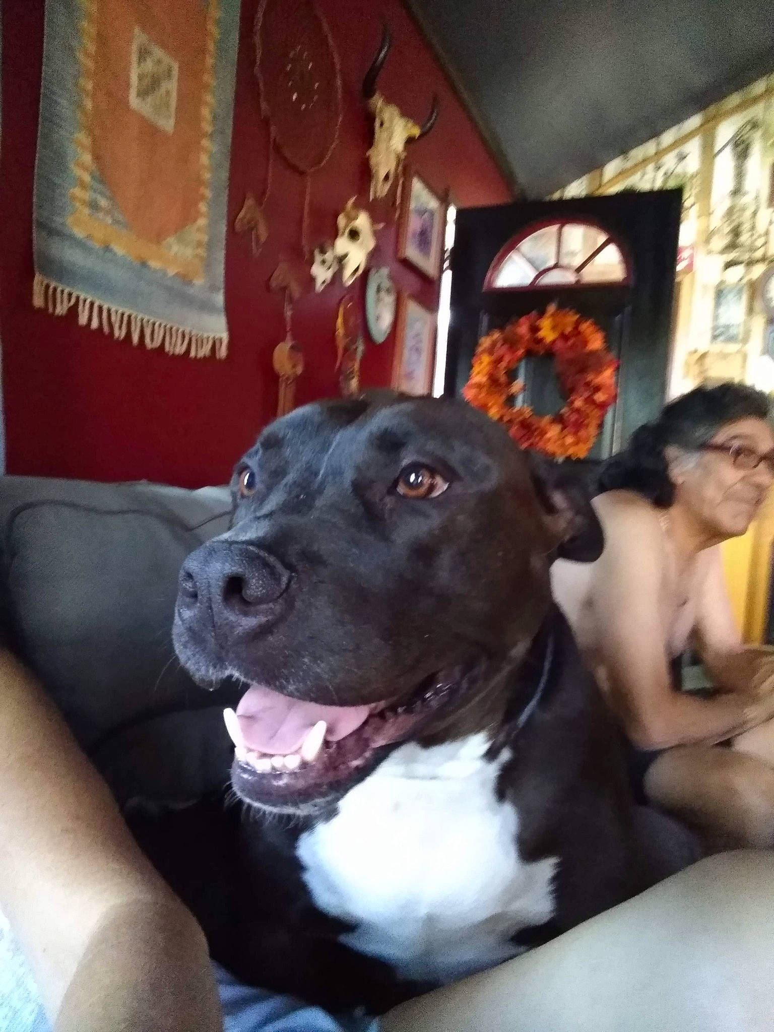 Bear is registered to the contest to win money with this photo: canidae, carnivore, companion_dog, dog, dog_breed, dog_collar, fawn, fur, guard_dog, molosser, non_sporting_group, picture_frame, sitting, snout, sporting_group, table, whiskers, window, working_animal, working_dog