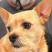 Dusti Roze is registered to the contest to win money with this photo: dog, pet, close_up, beard, man, brown_fur, ears, collar, indoor, portrait, animal, face, furry, looking_away, domestic_animal, companion, cute, snout, whiskers, human